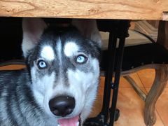 -more than meow吴止猫主题餐厅(承德 中船汇店)