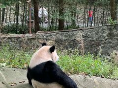-都江堰中华大熊猫苑