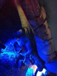 点击看大图 -恐龙探索乐园(磁器口店)