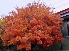 -辽宁大学(崇山校区)