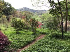 -云溪植物园