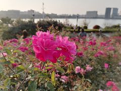 -立新湖公园