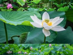 -桂湖森林公园