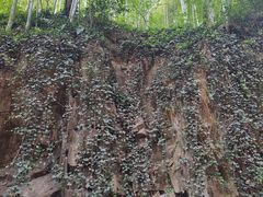 -上海佘山国家森林公园西佘山园