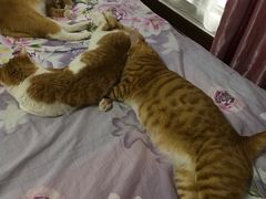 -创凡宠物医院·骨专科  猫科中心(西乡分院)