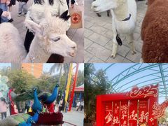 -灵玲国际马戏城