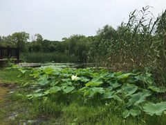 -同里国家湿地公园