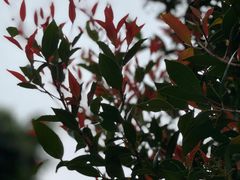 -深圳仙湖植物园