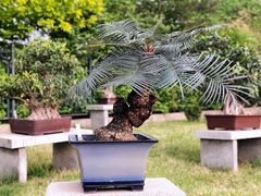 -国家植物园