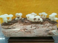 android_upload_pic-中国唐苑