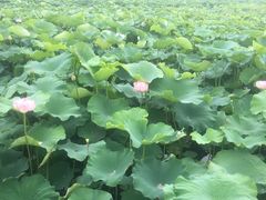 -荷塘月色湿地公园·向阳花洲