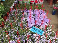 -桂林市花鸟市场