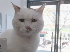 -纳吉亚猫专科动物医院·北北分院