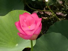 -洪湖生态旅游区