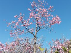 -广州市流溪河国家森林公园