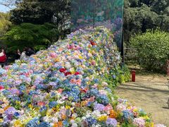 -上海共青森林公园