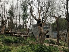 -都江堰中华大熊猫苑