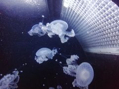 -乌鲁木齐海洋馆