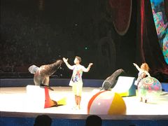 -珠海横琴长隆《卡卡虎奇遇记》