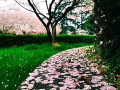 -武汉大学-樱园