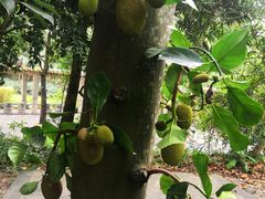 -深圳国际园林花卉博览园