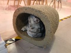 -三花喵·撸猫购宠·宠物生活馆(虹桥南丰城店)