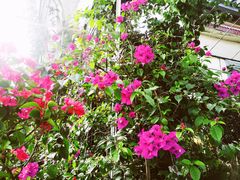 -金科花卉市场