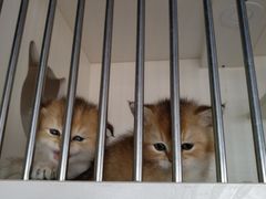 -东方名猫馆·英短金渐层布偶猫舍(环线广场1号楼店)