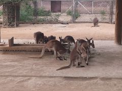 -石家庄市动物园