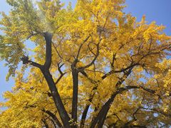 -千年银杏谷文化旅游区