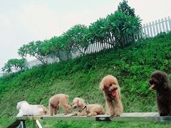 -良成狗狗乐园