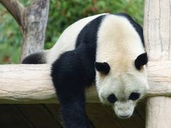 -卧龙中华大熊猫苑神树坪基地