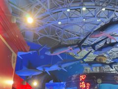 -烟台海昌鲸鲨海洋公园