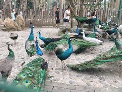 -西双版纳傣族园