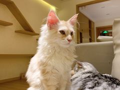 -猫腻·猫咖·撸猫馆(星光大道店)