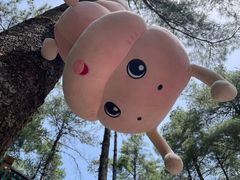 -洛阳白云山景区