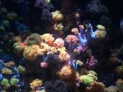 -新加坡海洋生态馆