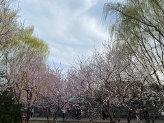 -春风习习