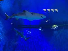 -华夏文旅海洋公园