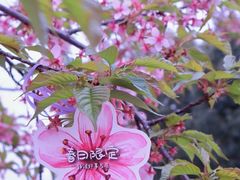-顾村公园