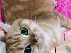 -东方名猫馆·英短金渐层布偶猫舍(环线广场1号楼店)