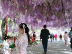 -嘉定紫藤园
