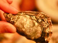 吉拉多外壳的标记-斯普汇生蚝牛排馆(中骏世界城店)