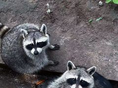 -石家庄市动物园