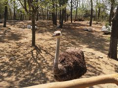 -大连森林动物园