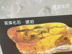 -上海昆虫博物馆