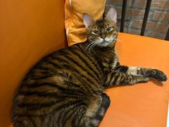 -豆逗聊愈猫阁Easy Life