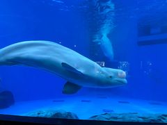 -海合安成都极地海洋公园