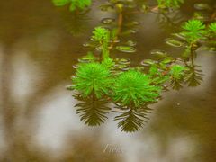 -东莞植物园