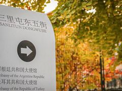 -三里屯东五街银杏大道